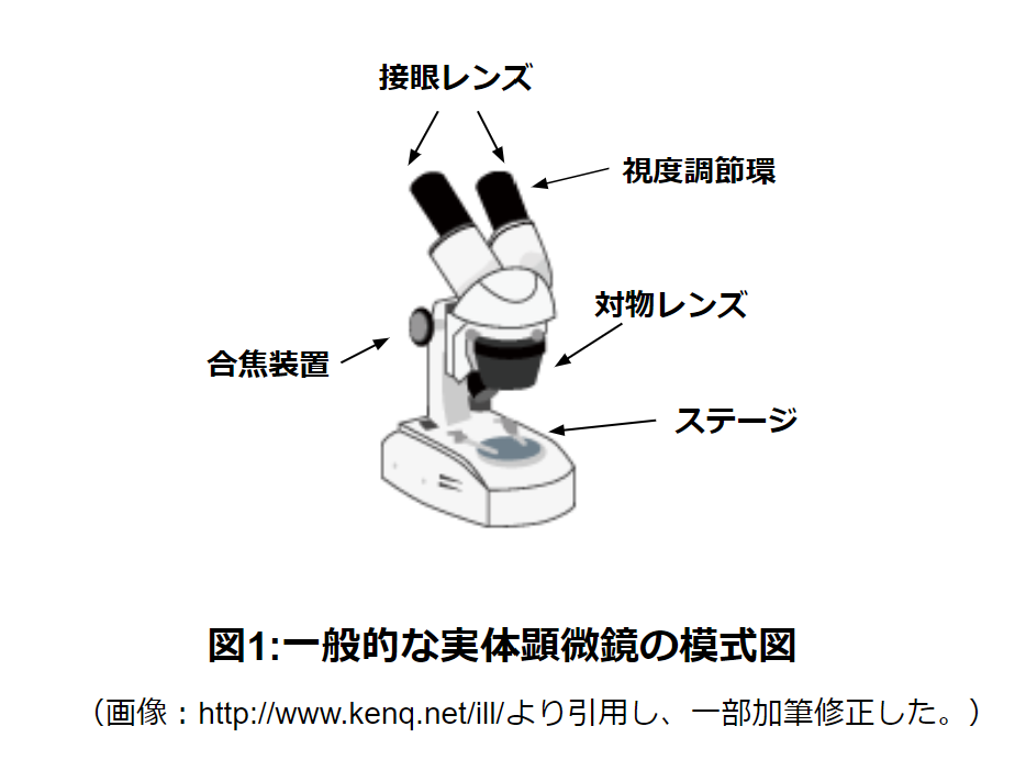 上品な Y清右ヱ門弐号店新潟精機 SK 実体顕微鏡 ターレット変倍式 XT
