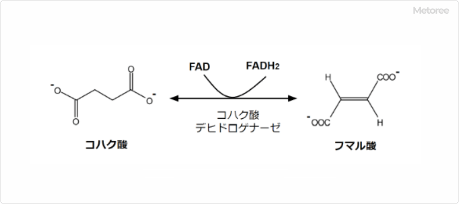 コハク酸のTCA回路における反応