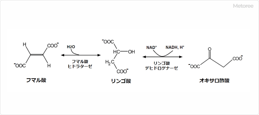 クエン酸回路におけるリンゴ酸の反応
