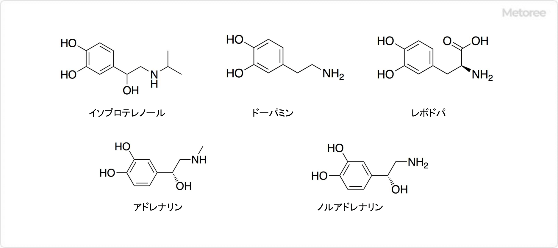 カテコールアミンの具体例