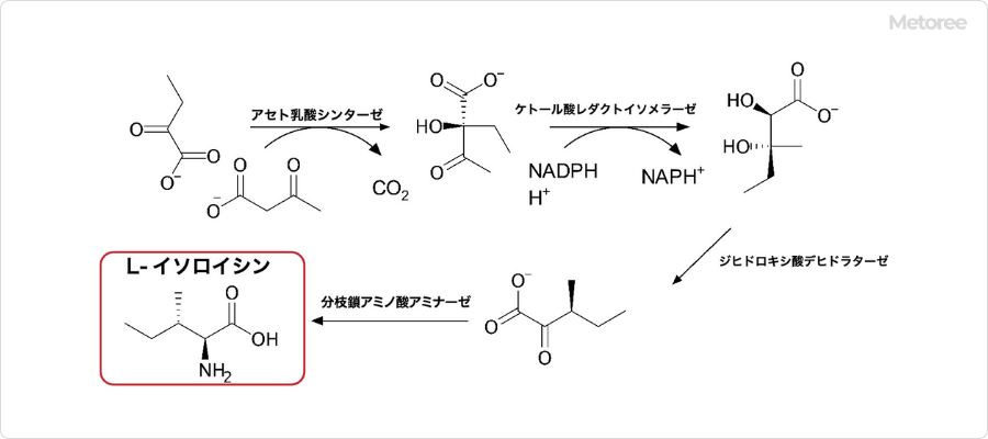イソロイシンの生合成