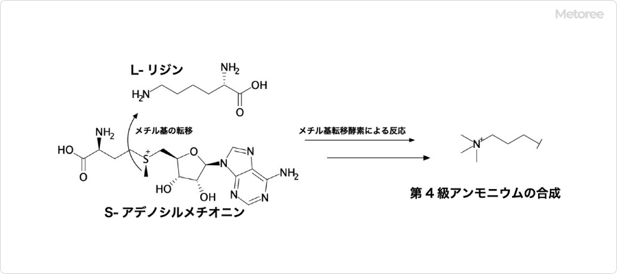 カルニチンの第4級アンモニウムの合成
