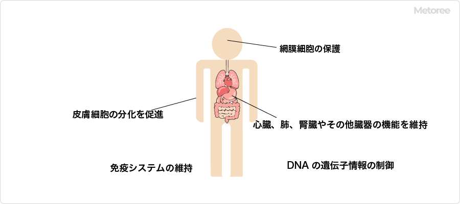 ビタミンAの生理活性