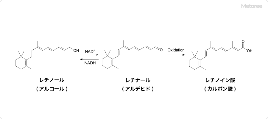 レチノールの代謝