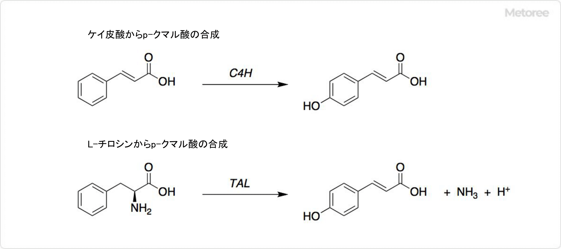 p-クマル酸の合成