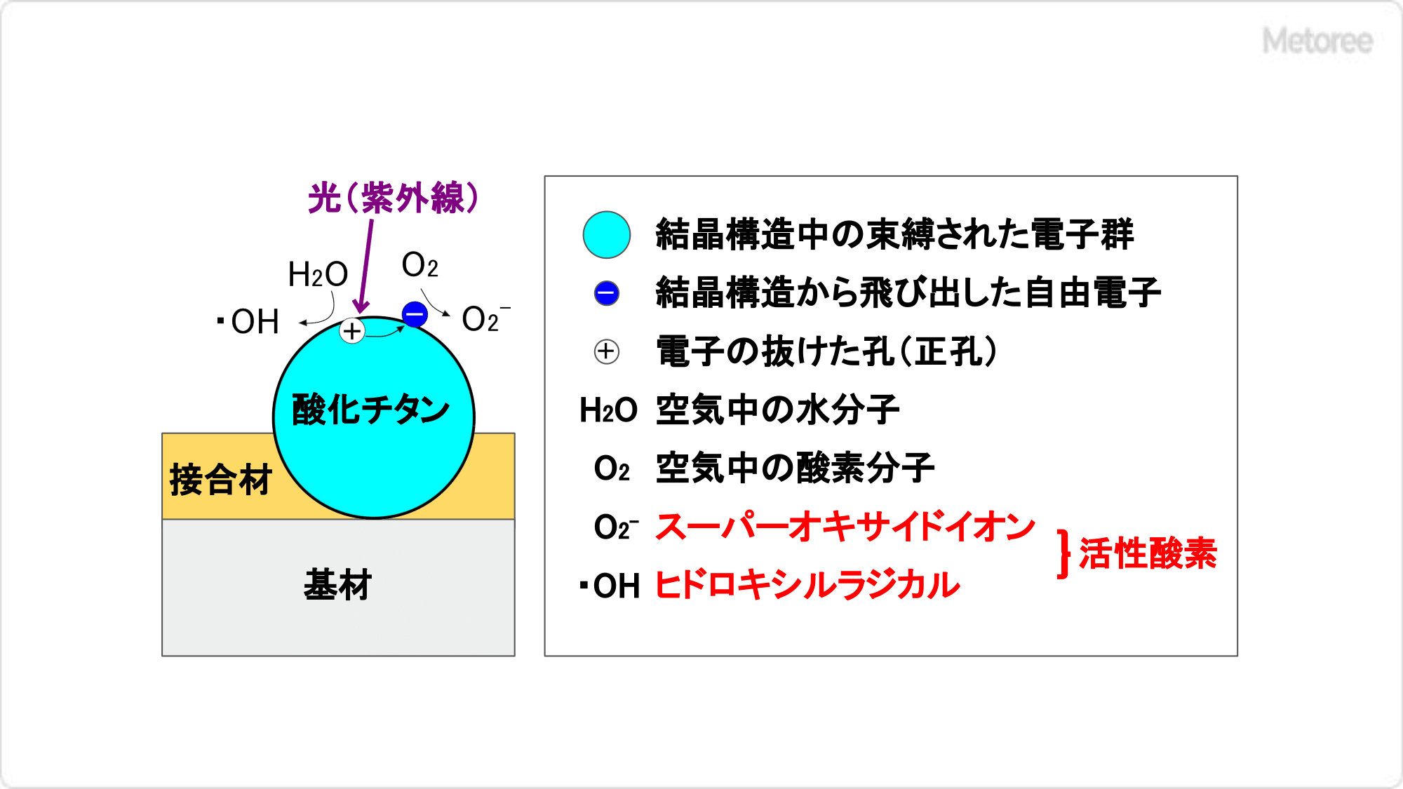 活性酸素発生のしくみ