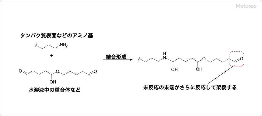 グルタルアルデヒドの化学反応