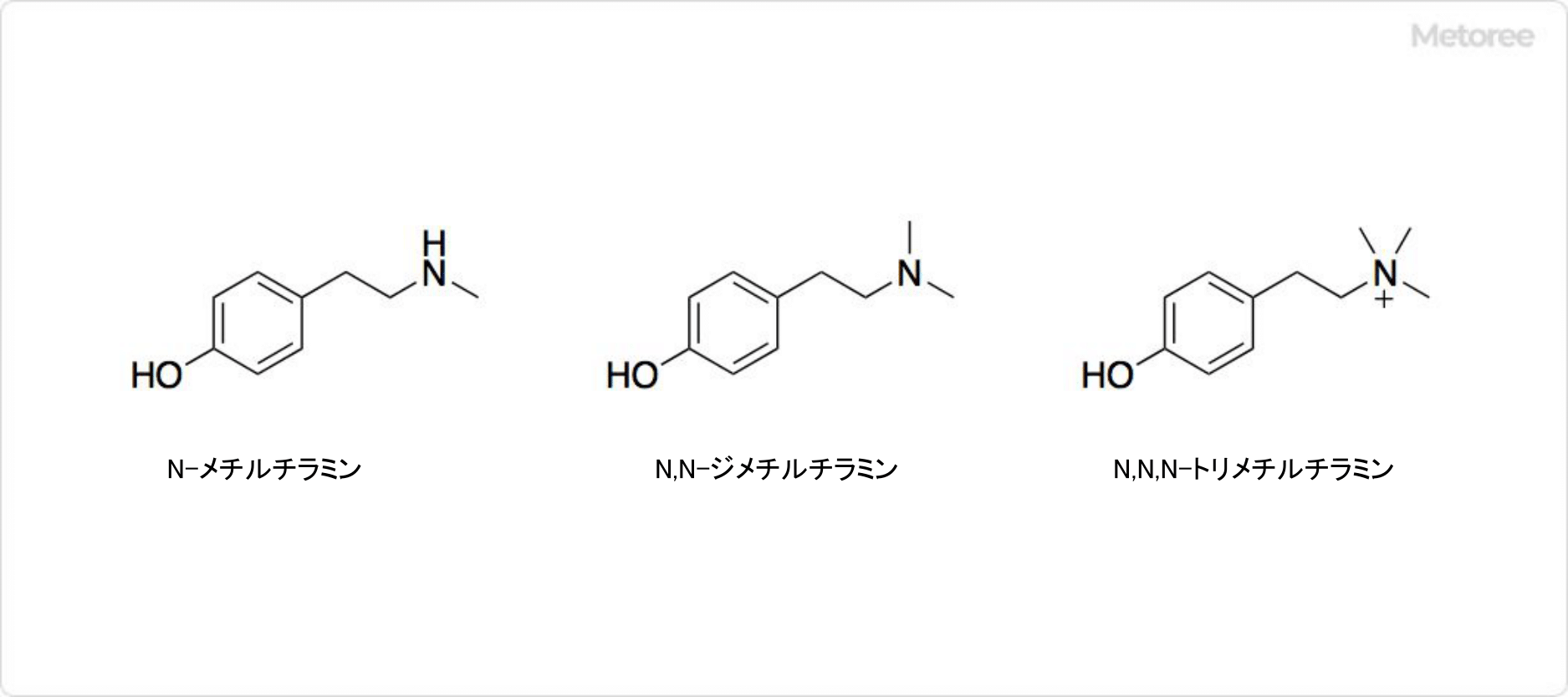 チラミンの関連化合物