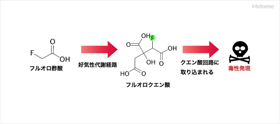 フルオロ酢酸の生体毒性