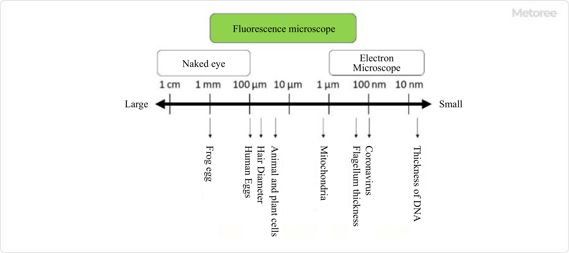 5_Fluorescence-Microscopes_蛍光顕微鏡-2.png