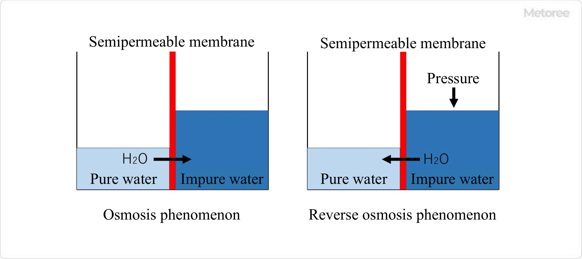 Reverse Osmosis (RO) - Definition, Working Principle, Process, Experiment,  Advantages, Disadvantages of Reverse Osmosis.