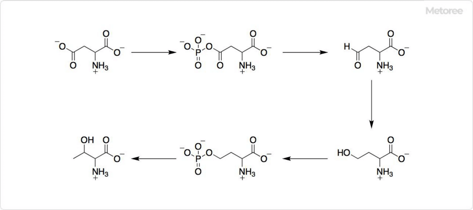 Biosynthesis of L-Threonine