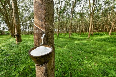 8 Natural Rubber Manufacturers in 2023 | Metoree