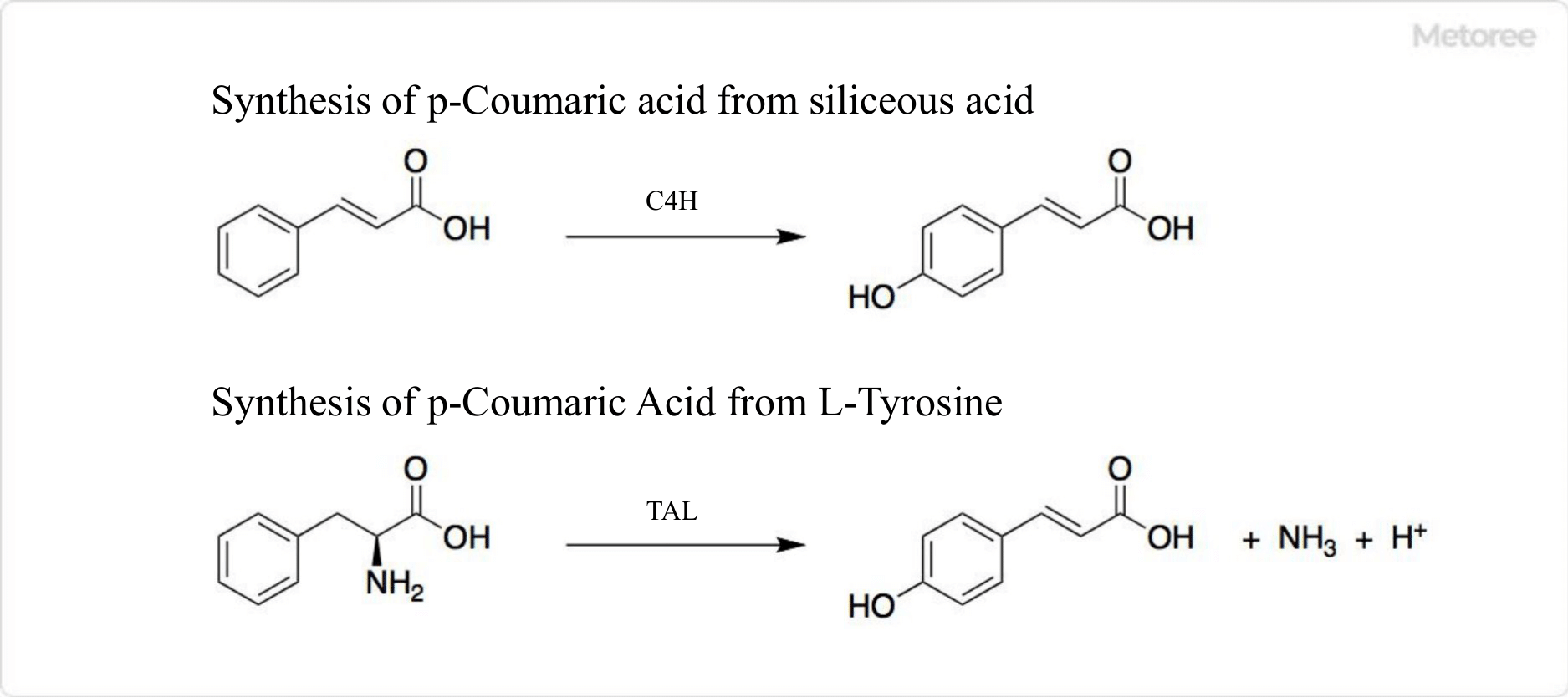 Coumaric-Acids_クマル酸-3