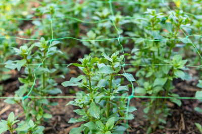 Filet de soutien pour plantes