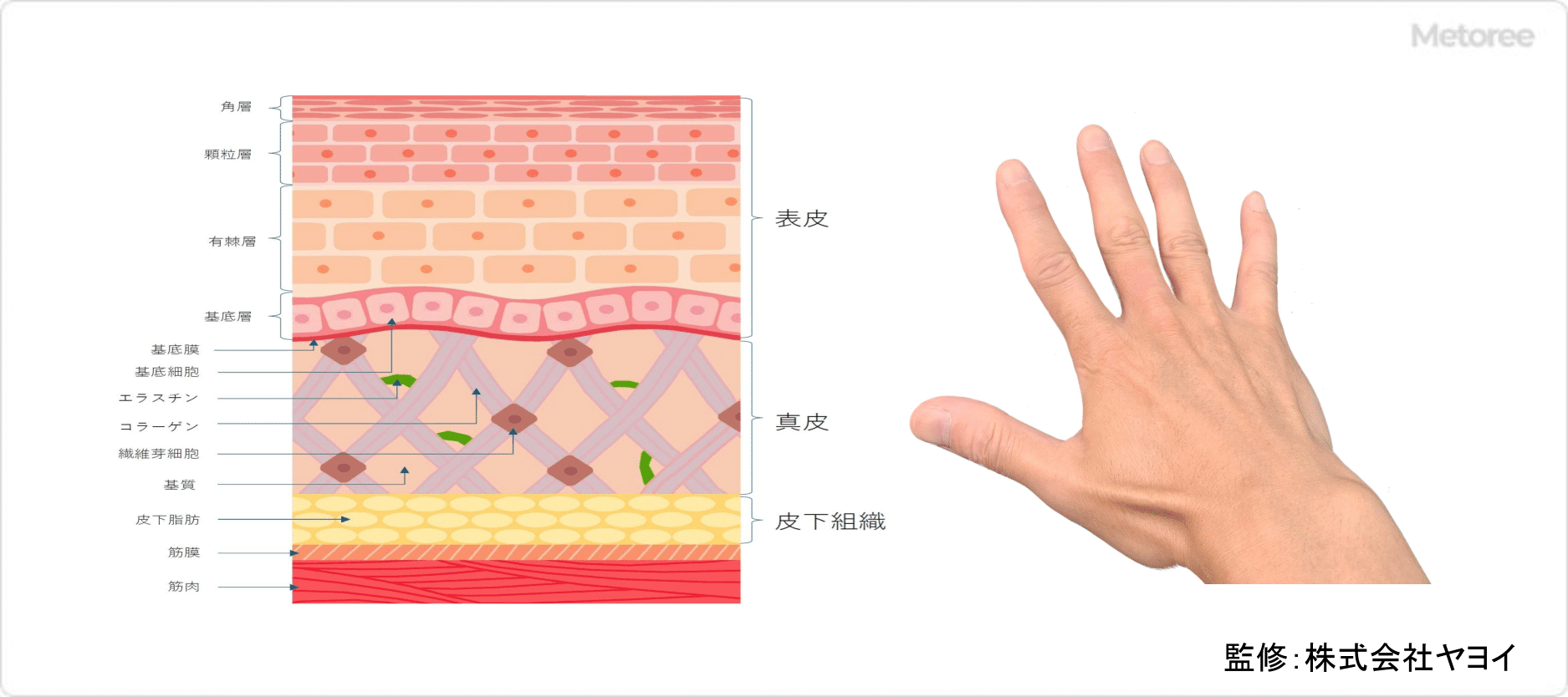 スキンチェッカーでチェックできる皮膚構造模式図