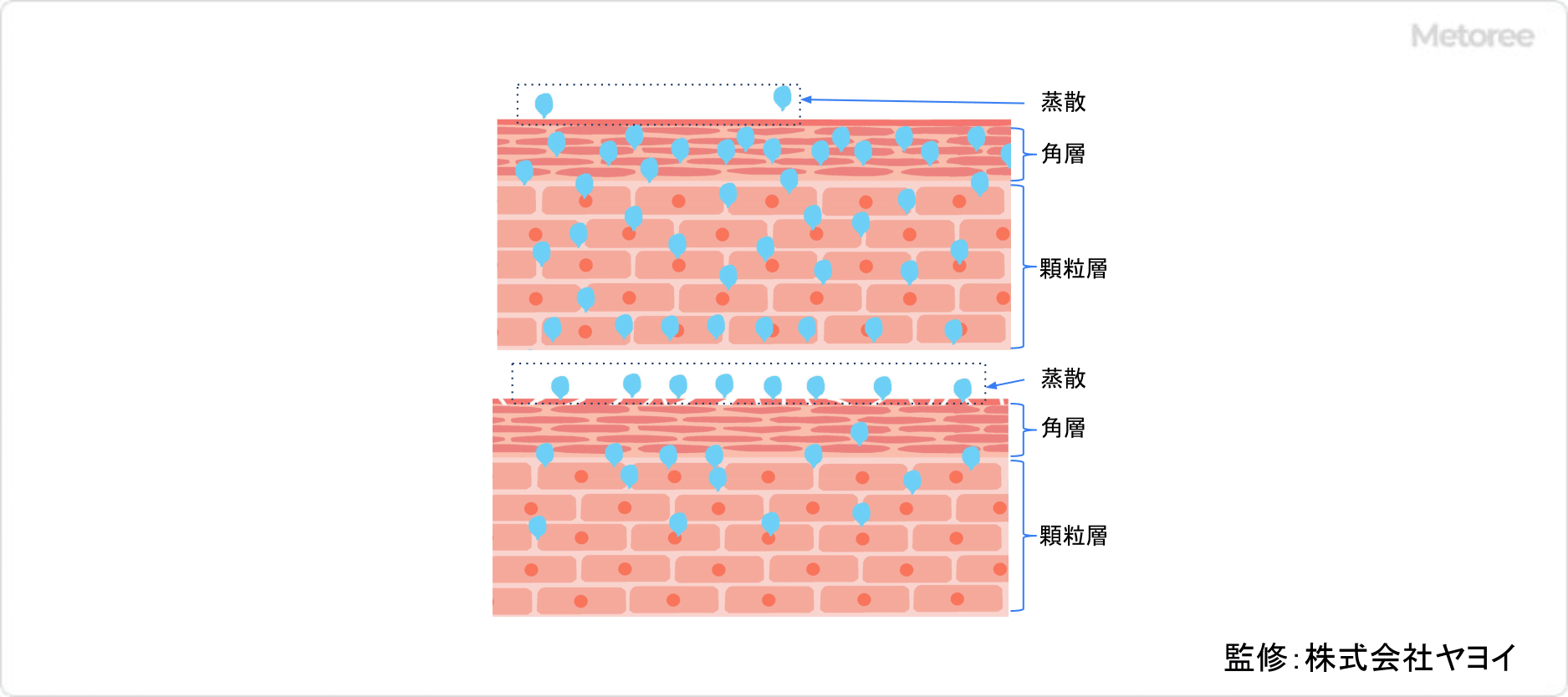 角層水分量と蒸散量